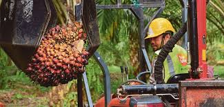 Sime darby plantation back to black in q3, revenue up 13pct. Sime Darby Plantation Streamlines Minimum Wages Across Malaysian Operations