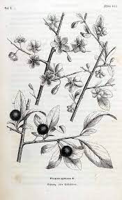 Join millions of people looking to find tattoo inspiration, discover artists and studios, and easily book tattoo appointments. Blackthorn Prunus Spinosa L Use The Lower Illustration Kunstbloemen