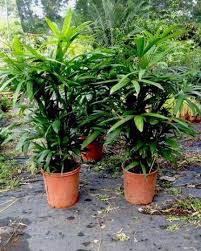 No novembro 12, 2017 a partir do 11:00. Palmeira Rafia Como Cuidar Dicas