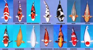 Meskipun ukurannya kecil dan mungil, namun ikan ini sangat aktif dan terkadang akan menyerang ikan yang ukurannya lebih besar darinya. 54 Jenis Ikan Koi Dengan Variasi Corak Yang Harus Kamu Tahu