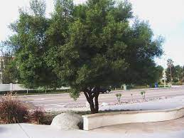 It is drought resistant and tolerates alkaline soils. Photo African Sumac Rhus Lancea Shade Trees Desert Shade Sumac Tree