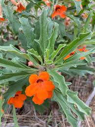 Image result for Pterodiscus aurantiacus