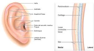 Image result for External Ear