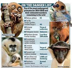Over Half Of The World S Primates Are On The Brink Of Extinction Primates Extinction Endangered