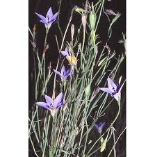 Image result for Wahlenbergia wittei