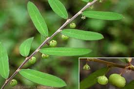 Image result for Phyllanthus virgulatus