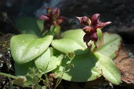 Image result for Satyrium compactum