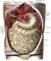 Maybe you would like to learn more about one of these? Greater Omentum Wikipedia