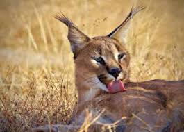 Caracals are the largest africa's small cats, males weighing as much as 40 pounds and females as much as 35. Karakal Bilder 7 Fotos Hintergrundbilder