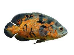 Oscars in fish tanks typically live to be 10 years old. Oscar Fish Facts And Beyond Biology Dictionary