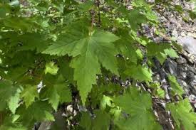 Image result for Sapindaceae