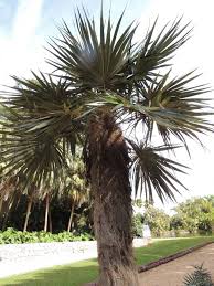 Image result for Coccothrinax