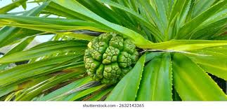 Image result for Pandanus
