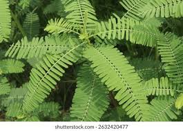 Image result for Sesbania