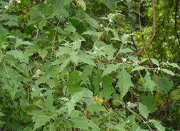 Image result for Solanum anguivi