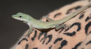 Anolis carolinensis - Wikipedia