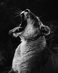 Lionesse Zwart En Wit Fotografie Dierenfotografie Zwart Wit