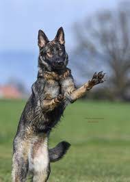 beauty german shepherd german shepherd dogs animals