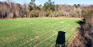 There are some pretty good deer food plot plants conspicuously missing from both tables including annual ryegrass, kale, rose clover, berseem clover, subterranean clover, kentucky bluegrass, timothy. 6 Ways Food Plots Are Not Baiting Nda