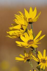 These Look Like Sunflowers But They Aren T Sunflower Nature Plants