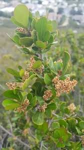 Image result for Searsia lucida