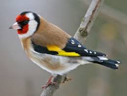 Jilguero Oiseaux Des Jardins Petits Oiseaux Oiseaux