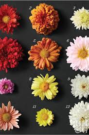 5 Mistakes You Might Be Making With Your Garden Mums Hardy Mums Garden Mum Mums Flowers