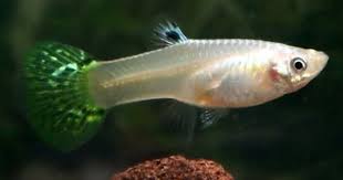 Premium Female Green Cobra Fancy Guppy 1 To 1 5 Long Www Ecwid Com Aquarium Fish Goldfish For Sale Guppy Fish