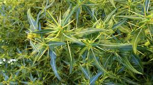 Image result for Xanthium spinosum