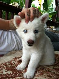 Baby Wolf Blue Eyes