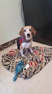 We did not find results for: Ernie Is An 8yr Old Beagle Available At Bonnie S Animal Rescue Paramus Nj Beagle Puppy Beagle Calm Dog Breeds