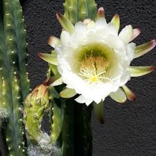 San pedro cactus was the equivalent and/or equal to 300 to 500 milligrams of pharmaceutical mescaline sulfate. Tips For Growing San Pedro Cactus Indoors Succulent Alley