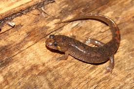 Image result for Macrotyloma rupestre × densiflo