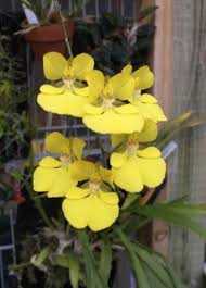 Image result for Mystacidium gracile