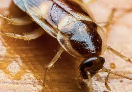 Gel baits are more strategic weapons than roach killer sprays or the end of a broomstick. Combat Roach Bait Stations Updated For 2021