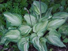 Hosta dark shadows aka h. Pin On Hosta