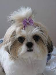 Lilika Shih Tzu Shih Tzu Dog Shih Tzu Puppies