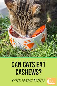 Proteins that are safe for cats. Pin On Cat S Eating Habits Cat Food Can Cats Eat