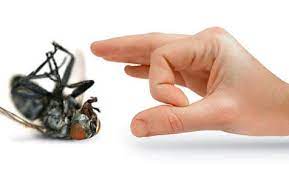 See more of bbr pest elimination on facebook. Bbr Pest Elimination Home Facebook