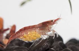 Red Cherry Shrimp Berried Female Red Cherry Shrimp Cherry Shrimp Shrimp And Eggs