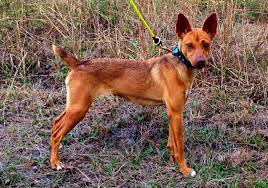 About the feist dog breed the feist is a small, scrappy dog popular especially in the southern united states, and known for hunting small game and treeing squirrels. Mvkennels Mountain Feist Squirrel Dogs Mountain Feist Dogs Working Dogs