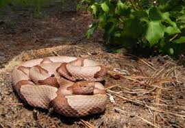 It is often found in backyards under debris, and rarely seen active day or night. Fact Or Fiction Do Mothballs Keep Snakes Away