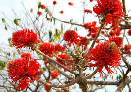 Image result for Erythrina abyssinica