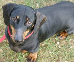 The breed of dogs is very hard to train as it is intelligent enough to take the decision. Dachshund All About The 6 Different Versions Of This Dog