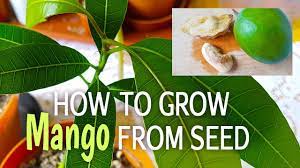 How To Grow Mango Tree From Seed How To Germinate Mango Seed Germinating A Mango Seed To Grow A Mango Tree Can Be Tricky Bec Mango Tree Mango Growing Fruit