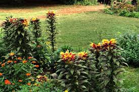 Joseph's coat loves rich, fertile soil. Joseph S Coat Amaranthus Tricolor Thomas Jefferson S Monticello