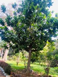 Image result for Barringtonia asiatica