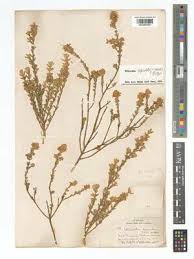 Image result for Sarcophrynium schweinfurthianum