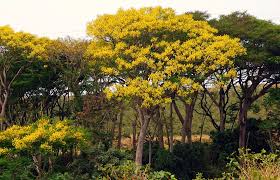 Image result for Schizolobium parahyba