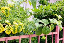 Image result for iron deficiency in trees